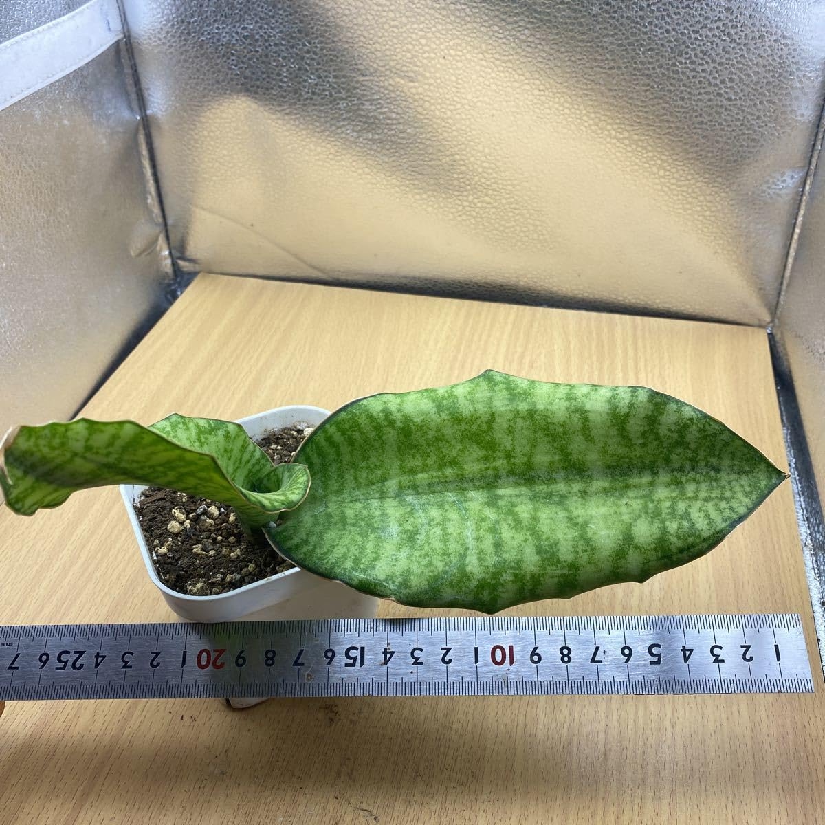 Amazon.co.jp: サンスベリア ブルー キルキー USDA 斑入りSANSEVIERIA